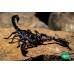 Escorpión Gigante - Heterometrus Longimanus